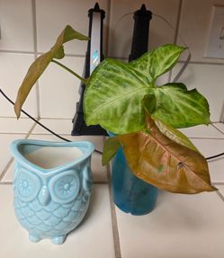Plant cuttings with planter