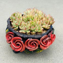 Succulents plants 🪴 （Echeveria mebina）