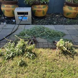 Free Succulent Cuttings