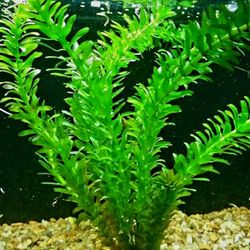 Aquarium Tank Anacharis Elodea Plant 🪴 