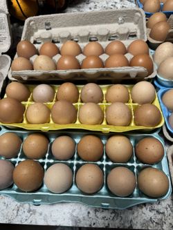 Fresh Eggs
