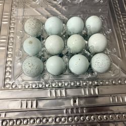 Blue Quail Eggs 