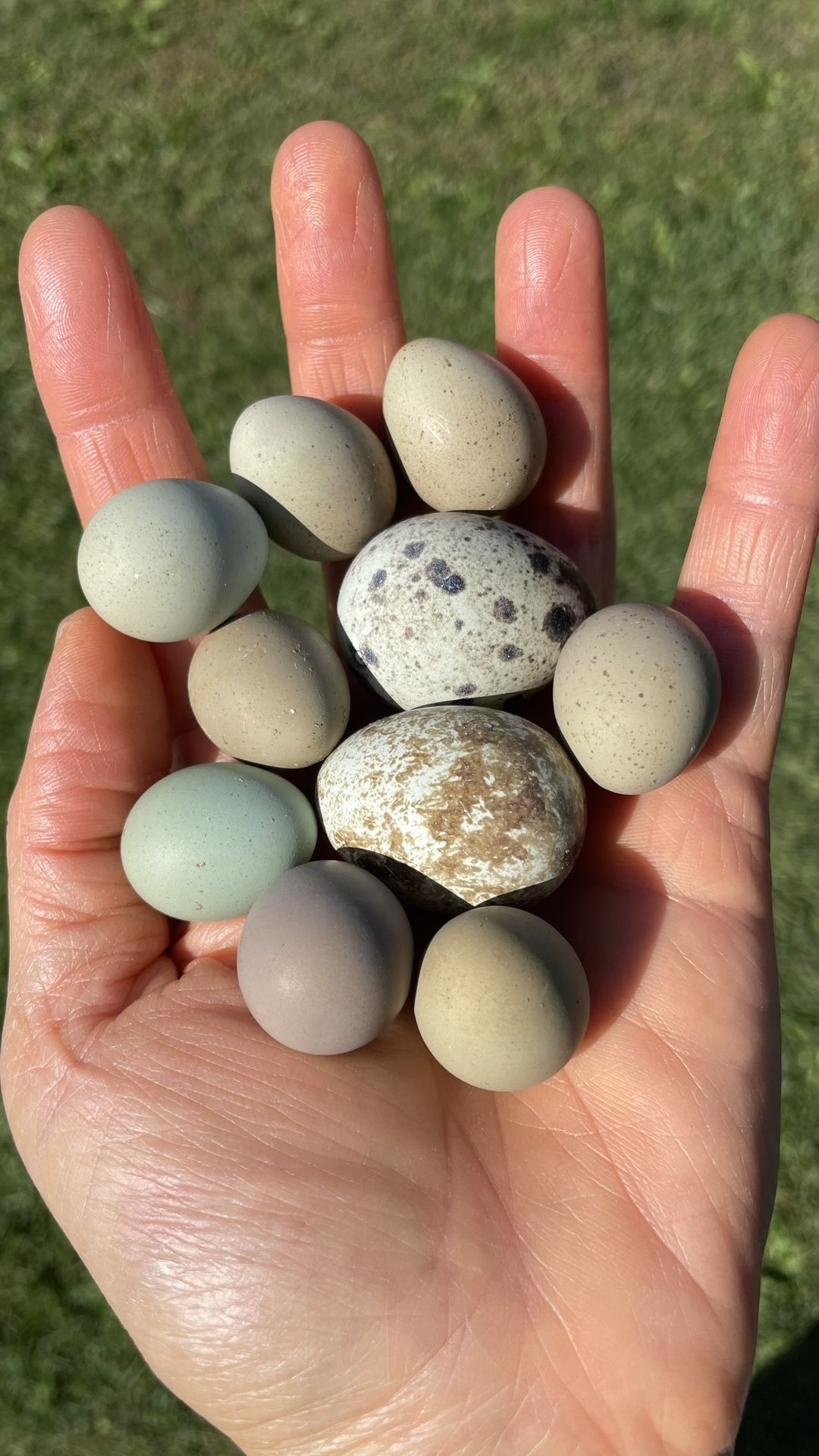 Coturnix Quail Eggs