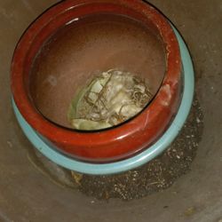 Maseteros De Varo En Vuen Estado