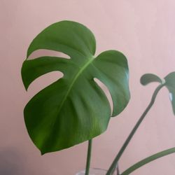 Monstera Cutting