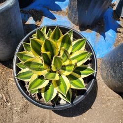 Agave