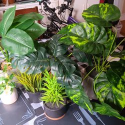 Decorative Plants