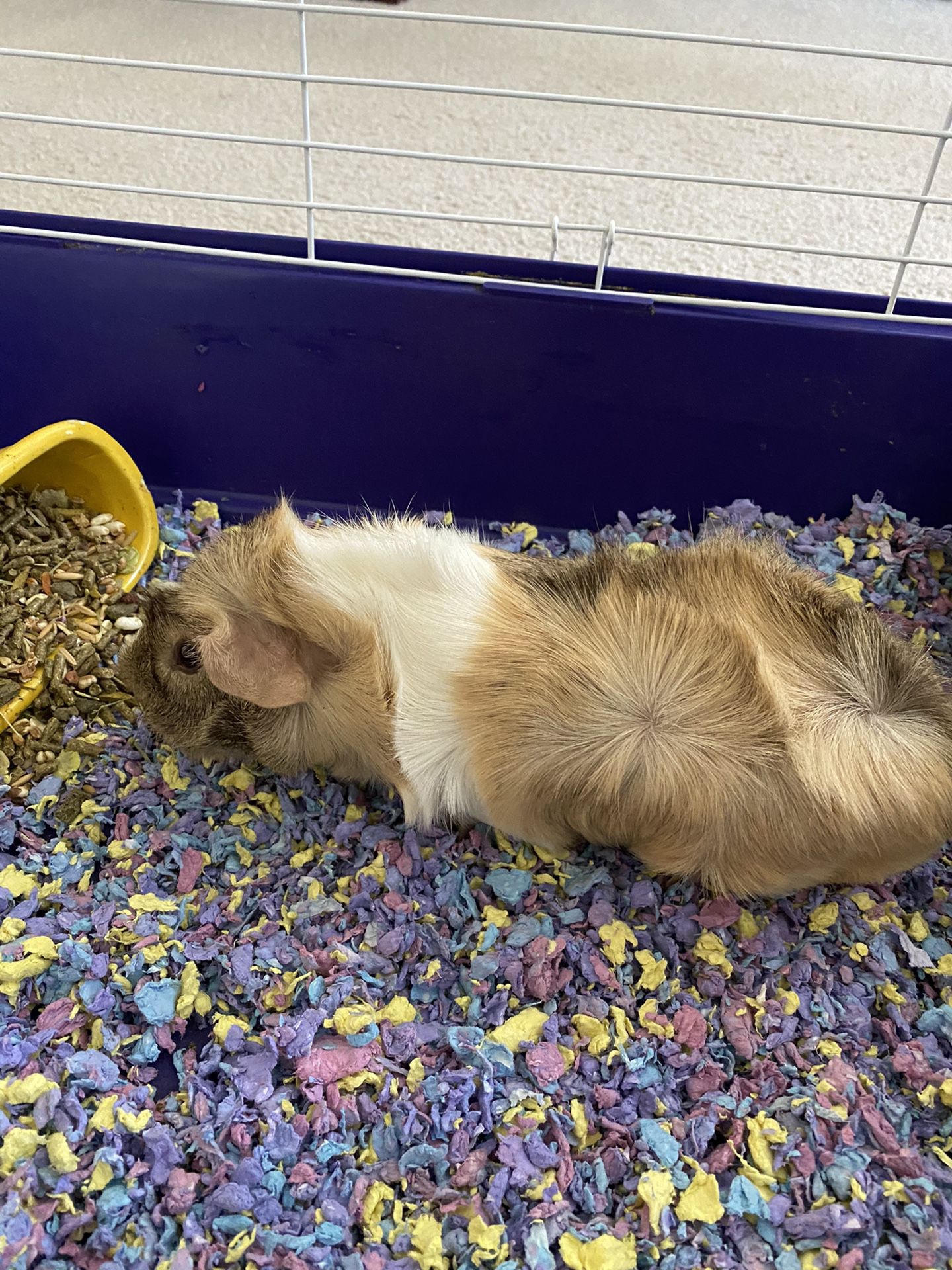 guinea pig cage for free