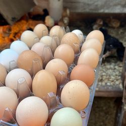Huevos fértiles