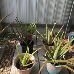 Aloe Babies Plant