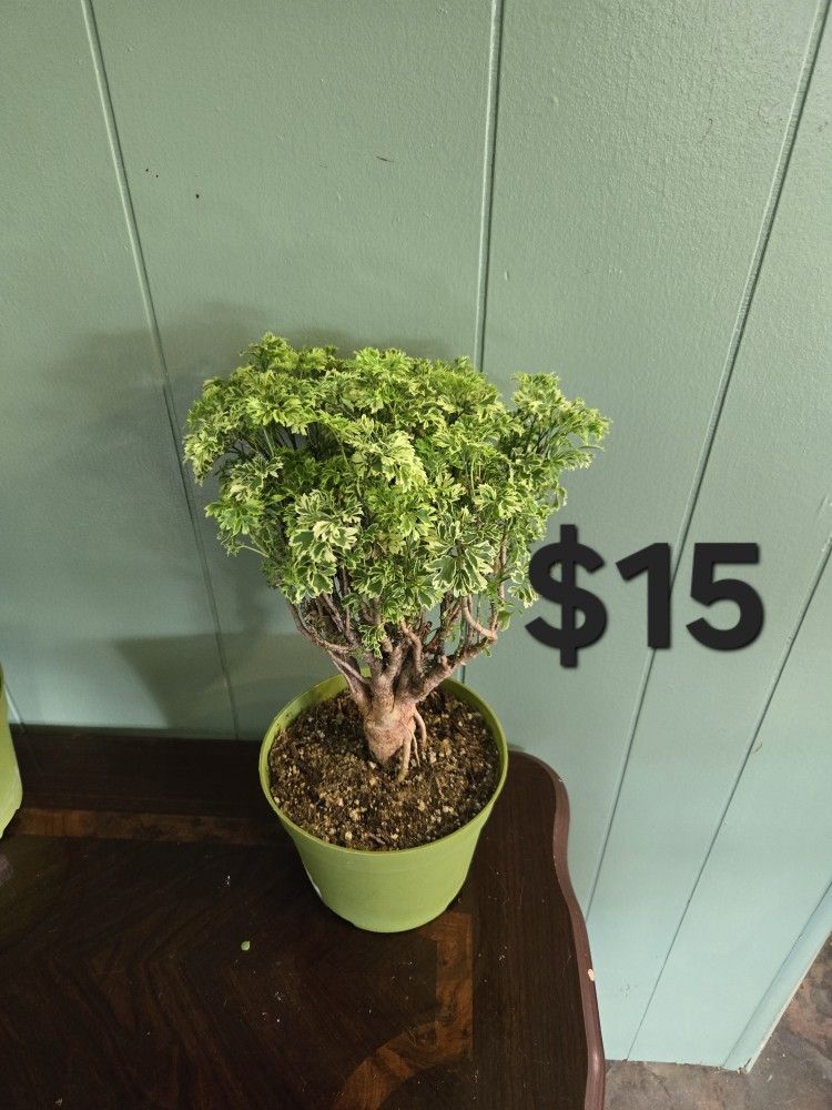 Aralia Ming Bonsai