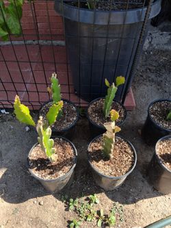 Dragonfruit Plants