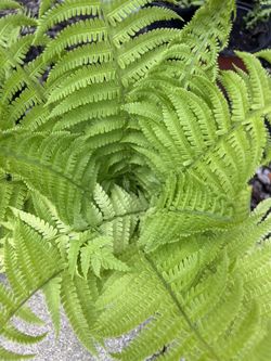Fern