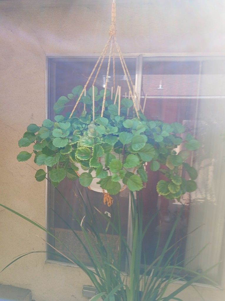 Creeping Charlie/ Spider Plant. $20 For Charlie/ $10 For Spider