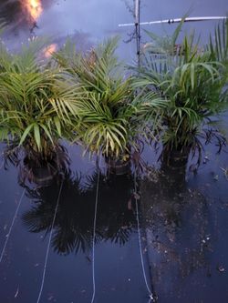 Areca 7g full