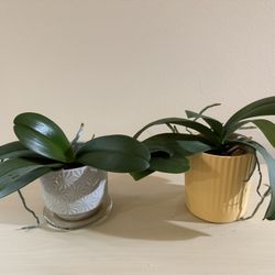 Live Healthy Orchid Plants