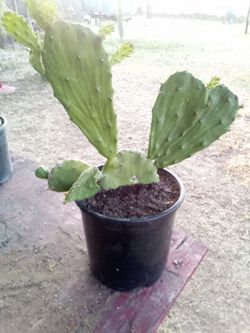 Large Blooming Prickly Pear Cactus in Pot – Rare Variety, Actively Flowering!
¡Gran Cactus Nopal