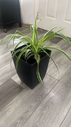Planta Natural