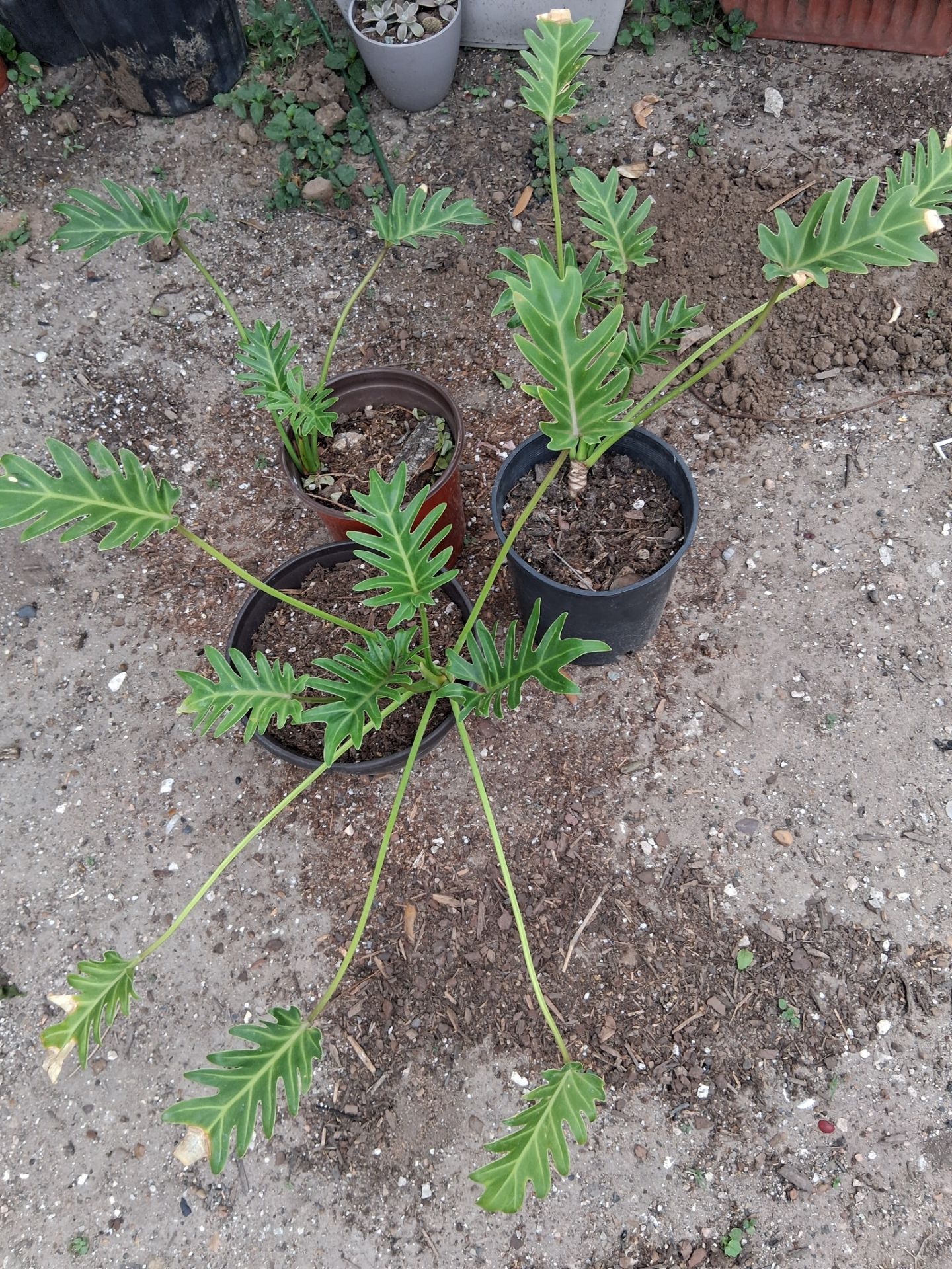 Plants