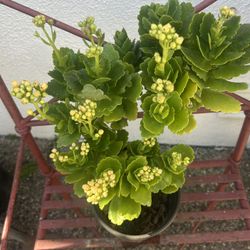 Kalanchoe Plant 🪴 