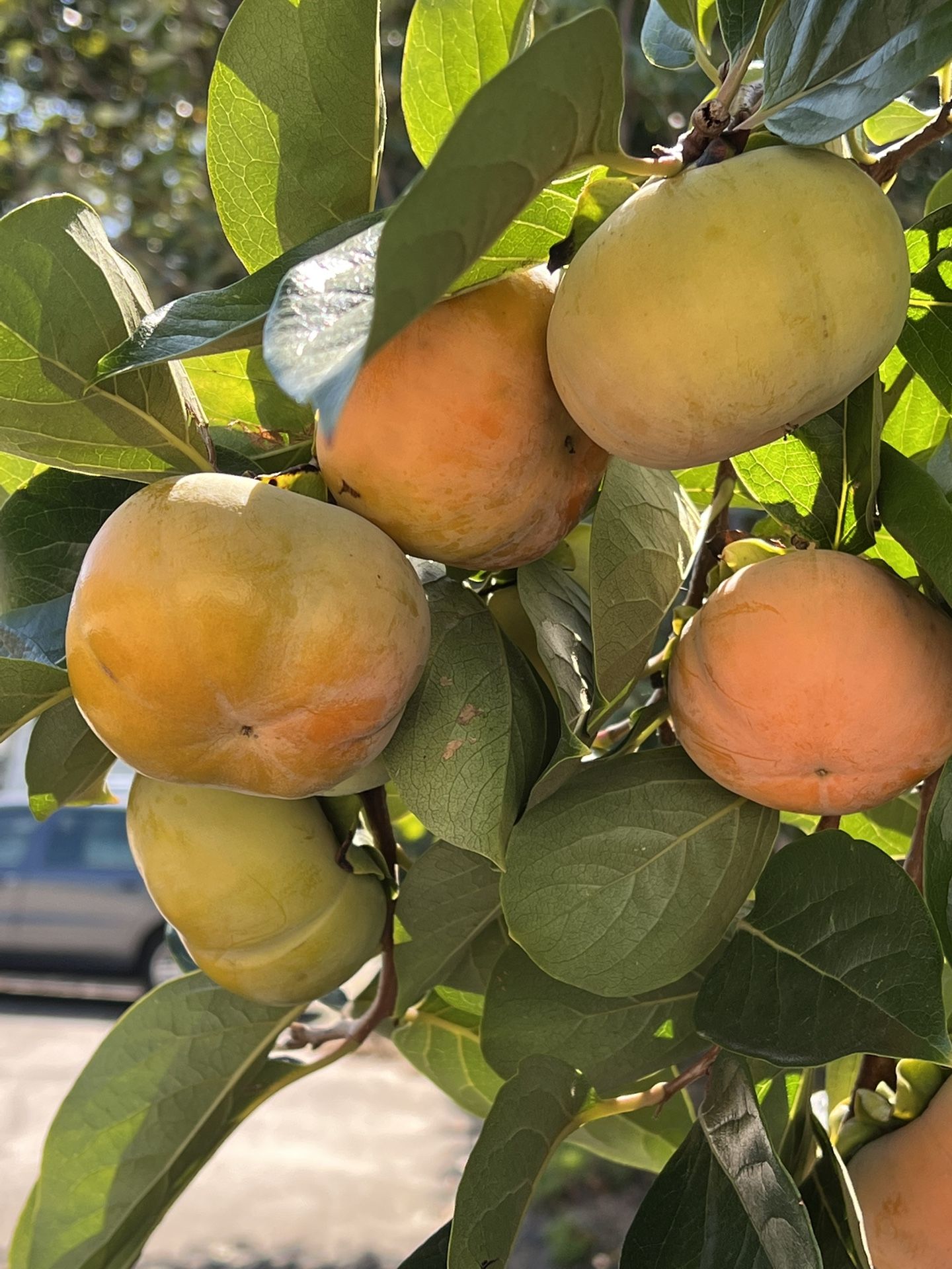 Crisp and Sweet Persimmons – $5 per Pound
