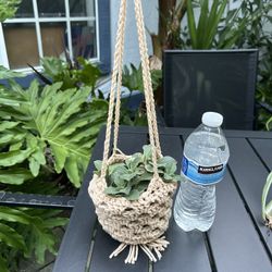 Crochet Plant Hanger With Cuban Mint Plant Beige 