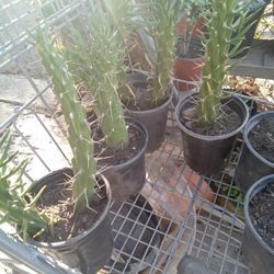 Cactus Plants Blooms Red Flower When It Blooms  Have 2 Dollar  Ons And 3 Dollar Ones