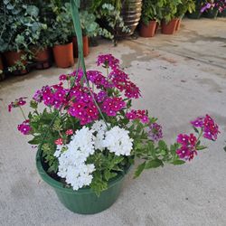 Verbena Beautiful And Healthy HANGING BASKETS PLANTS ARRIVED. $14 each