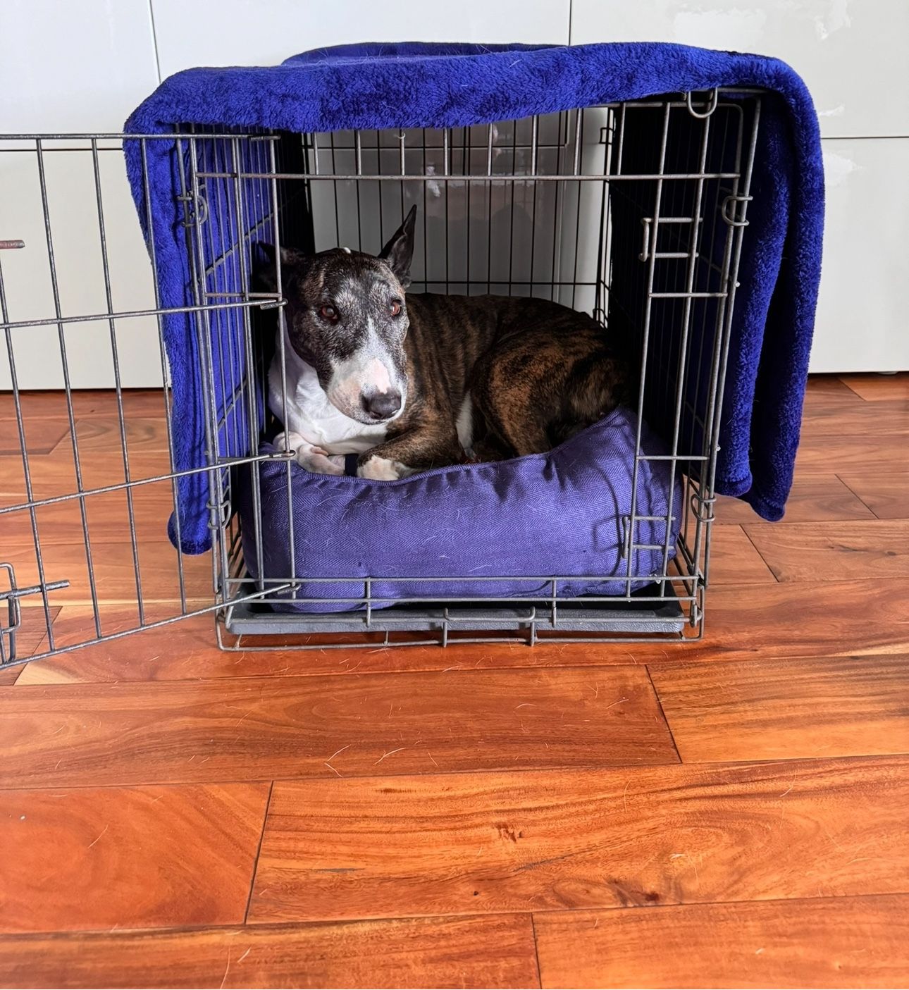 Dog crate