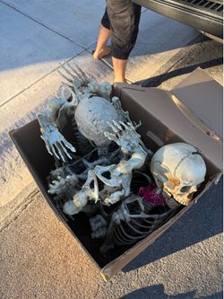 Halloween Skeletons