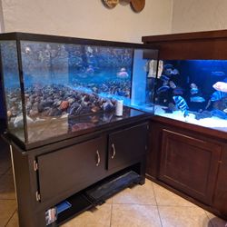 Fish Tank 