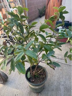 White guava with fruit