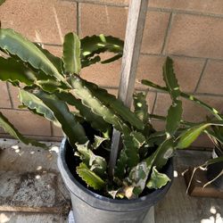 Dragon Fruit White Inside 