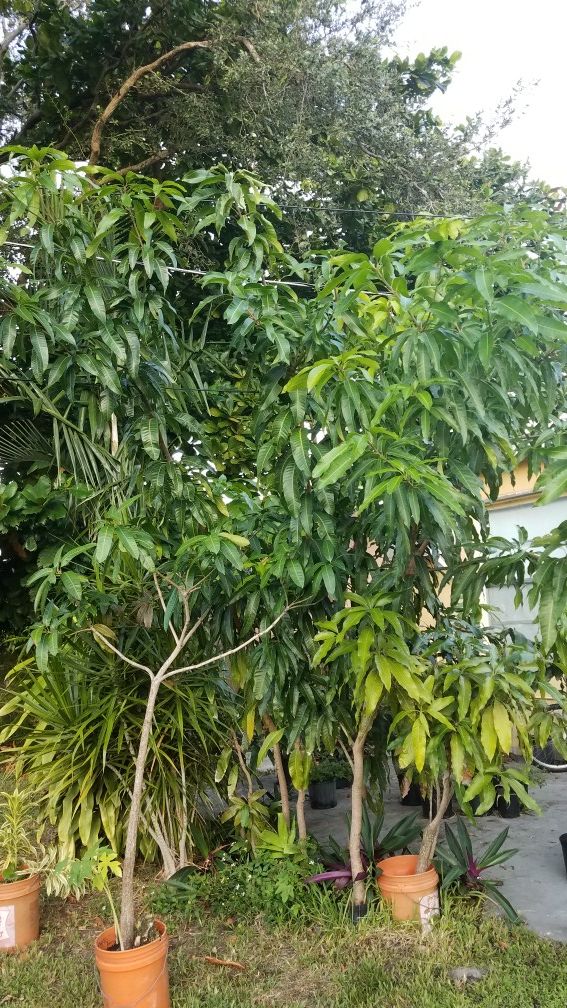 Cloned large haden mango trees 13 to 14 feet tall 15 footers.