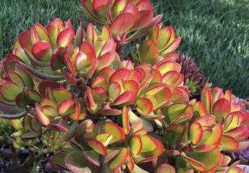 Jade Plant Starts