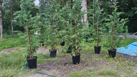 Leyland Cypress Trees