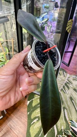 Hoya Pulchra