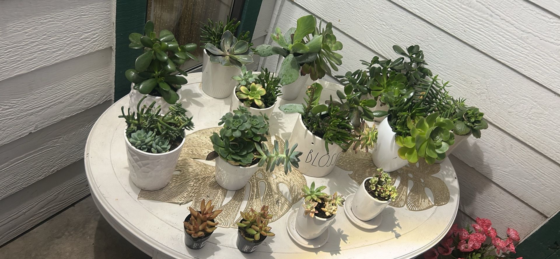 Succulent Plants All For 50$