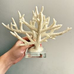 Coral on glass display
