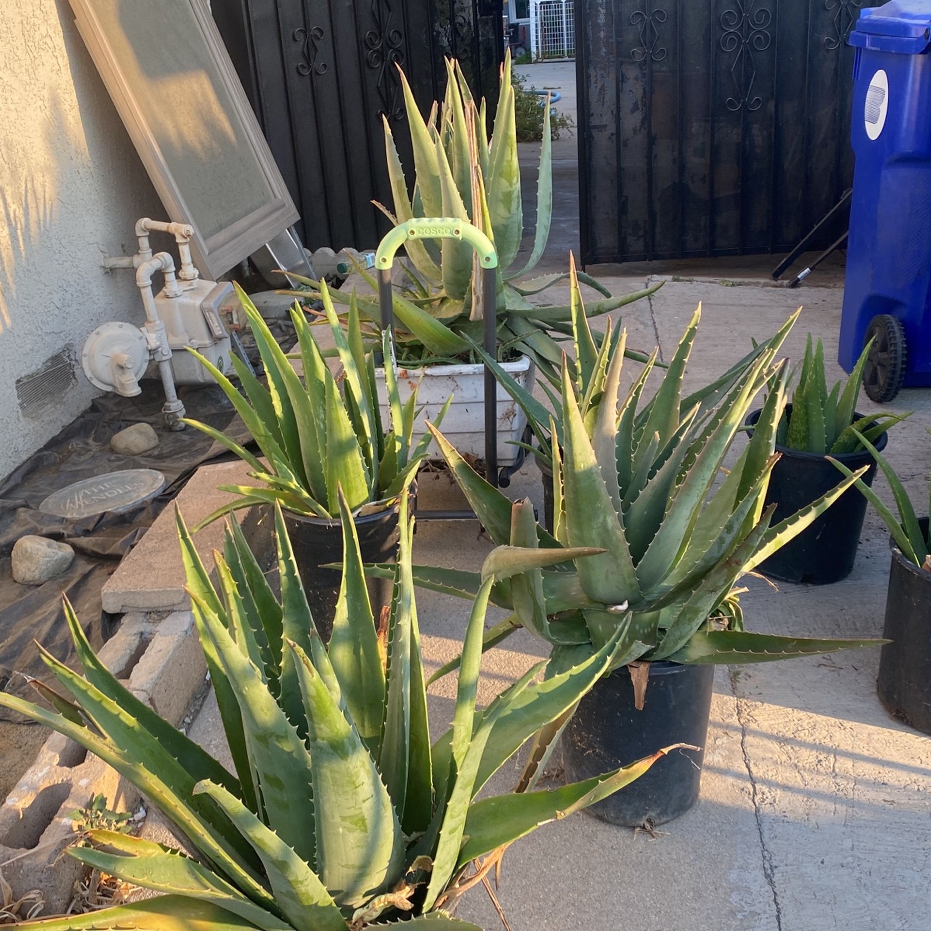 Sabila Macho A $15 Cada Una