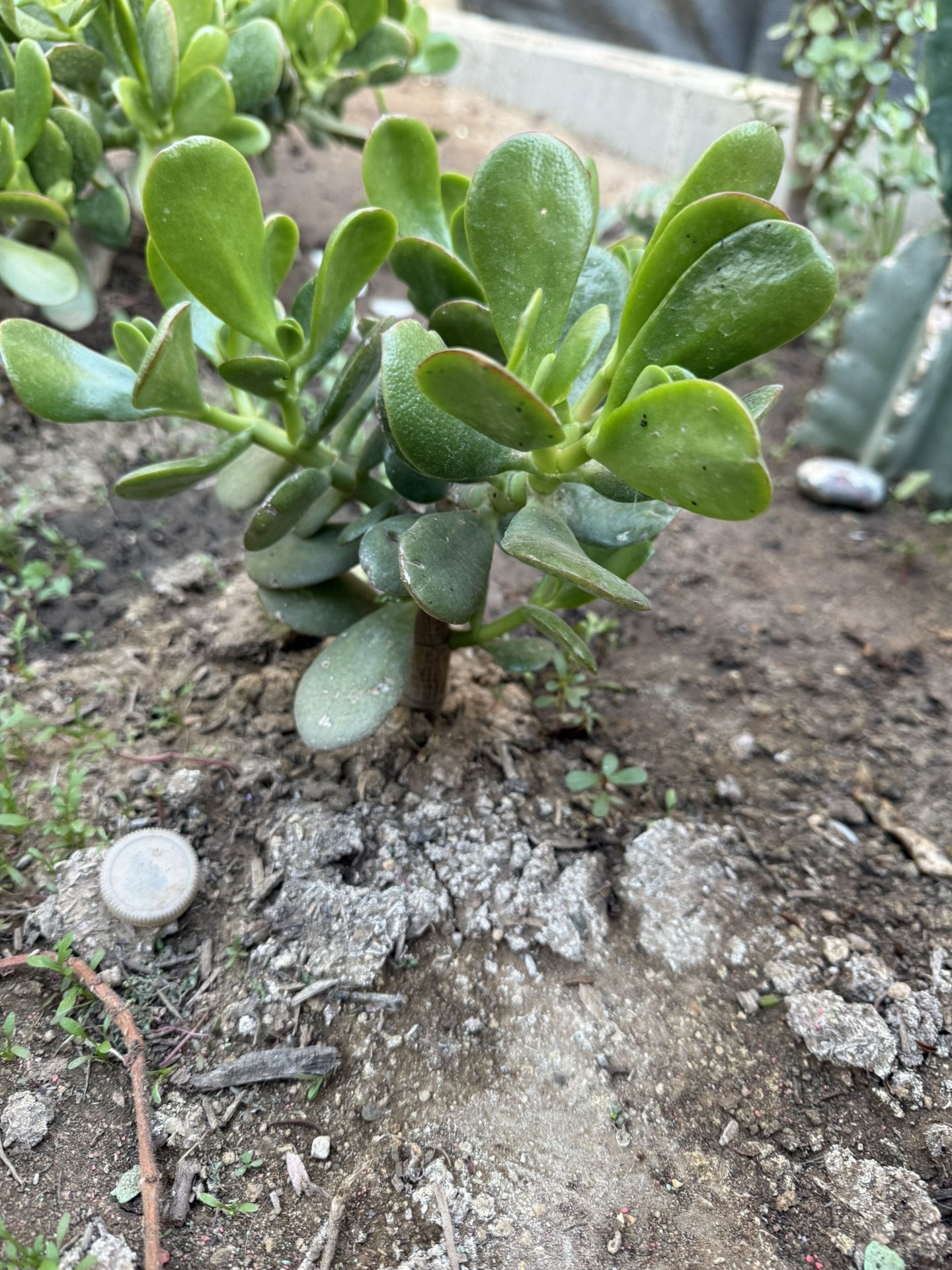 Jade Plant