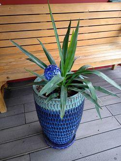 BEUTIFULL PLANT BIG 🌞❤️