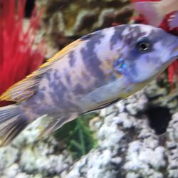 Fish Tank 🐟 Aquarium 😉 