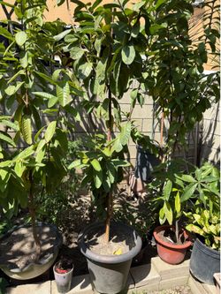 7ft tall Asian Guava trees