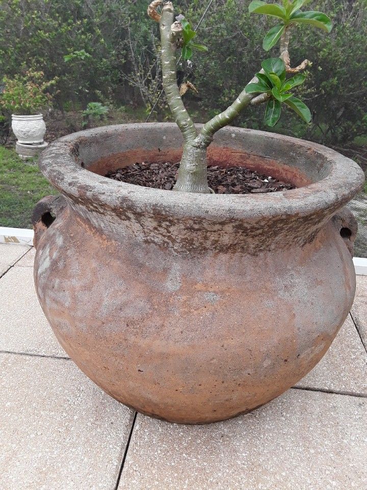 Huge Desert Rose With Huge Pot In Weeki Wachee Spring Hill