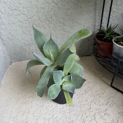 Butterfly   Agave   Plant