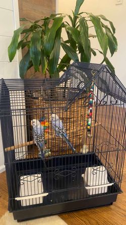 Birds cage