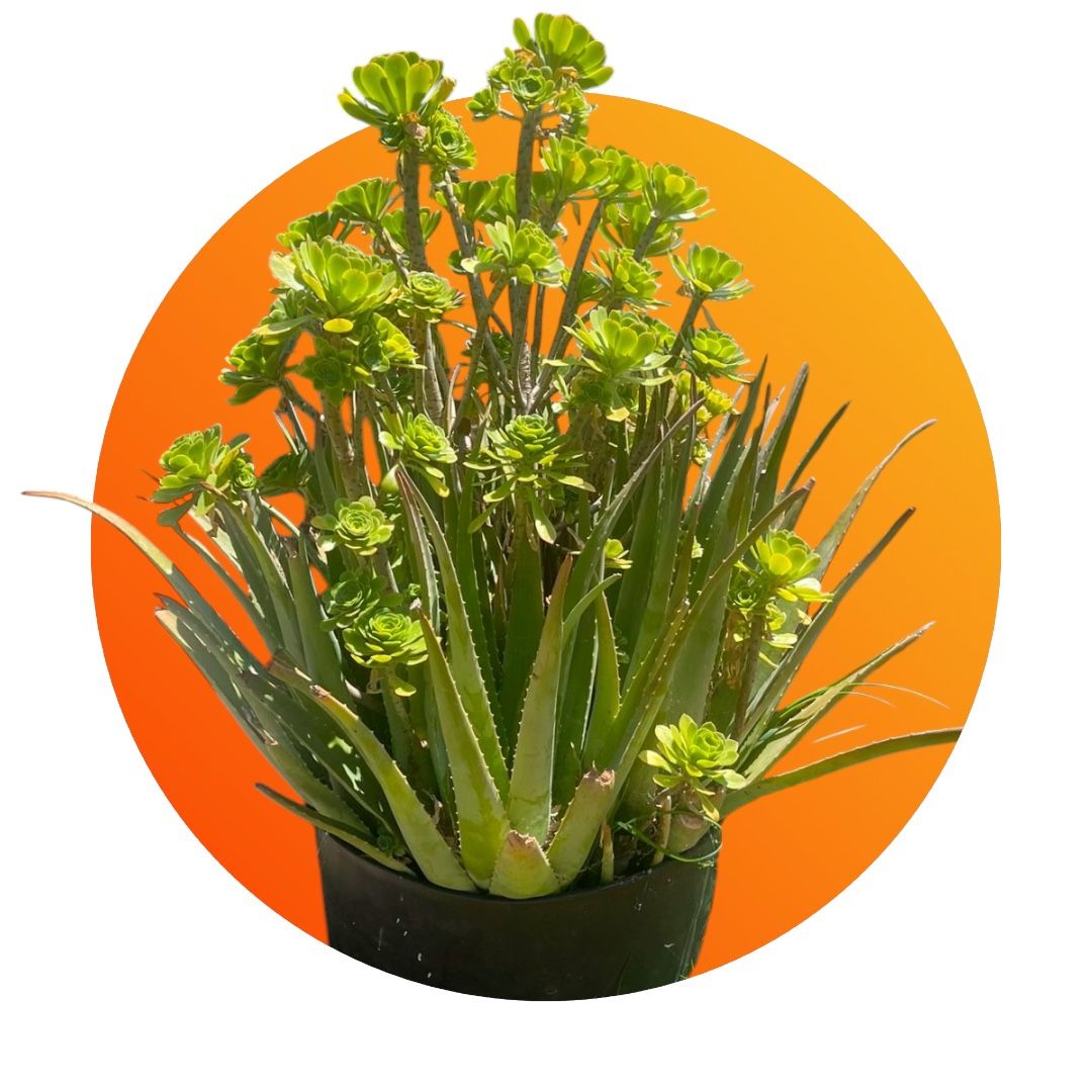 Gigantic Organic Aloe Vera Plant - 3.5ft - Thriving and Ready for a New Home! 50 Gallon Pot