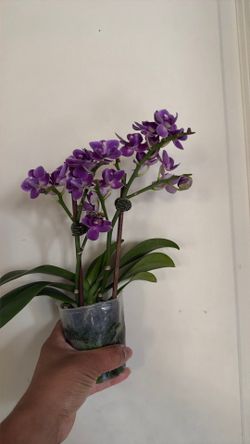 Orchids mini