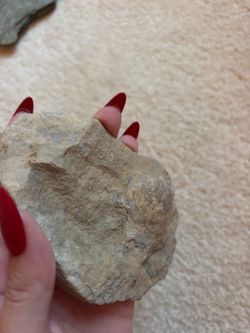 Fossilized Shell Formation